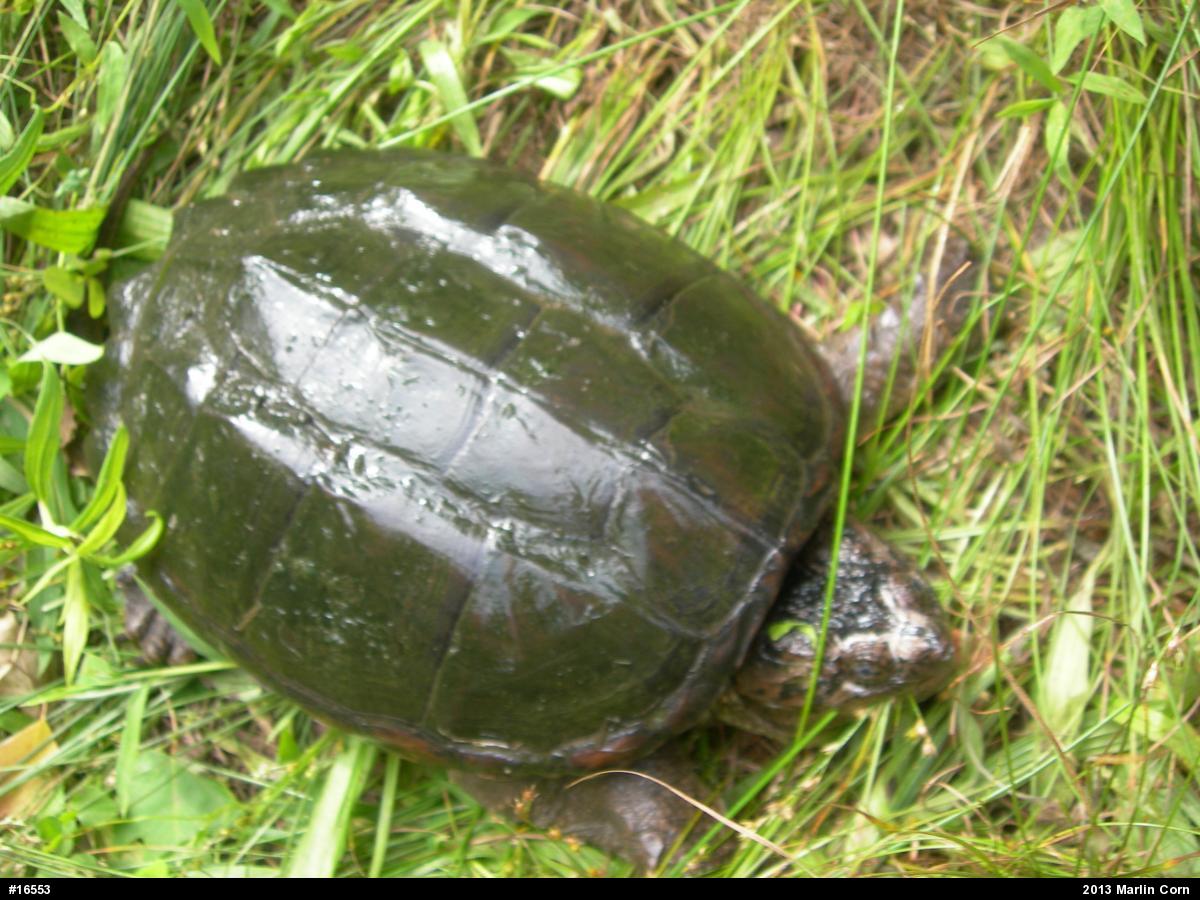 Snapping Turtle
