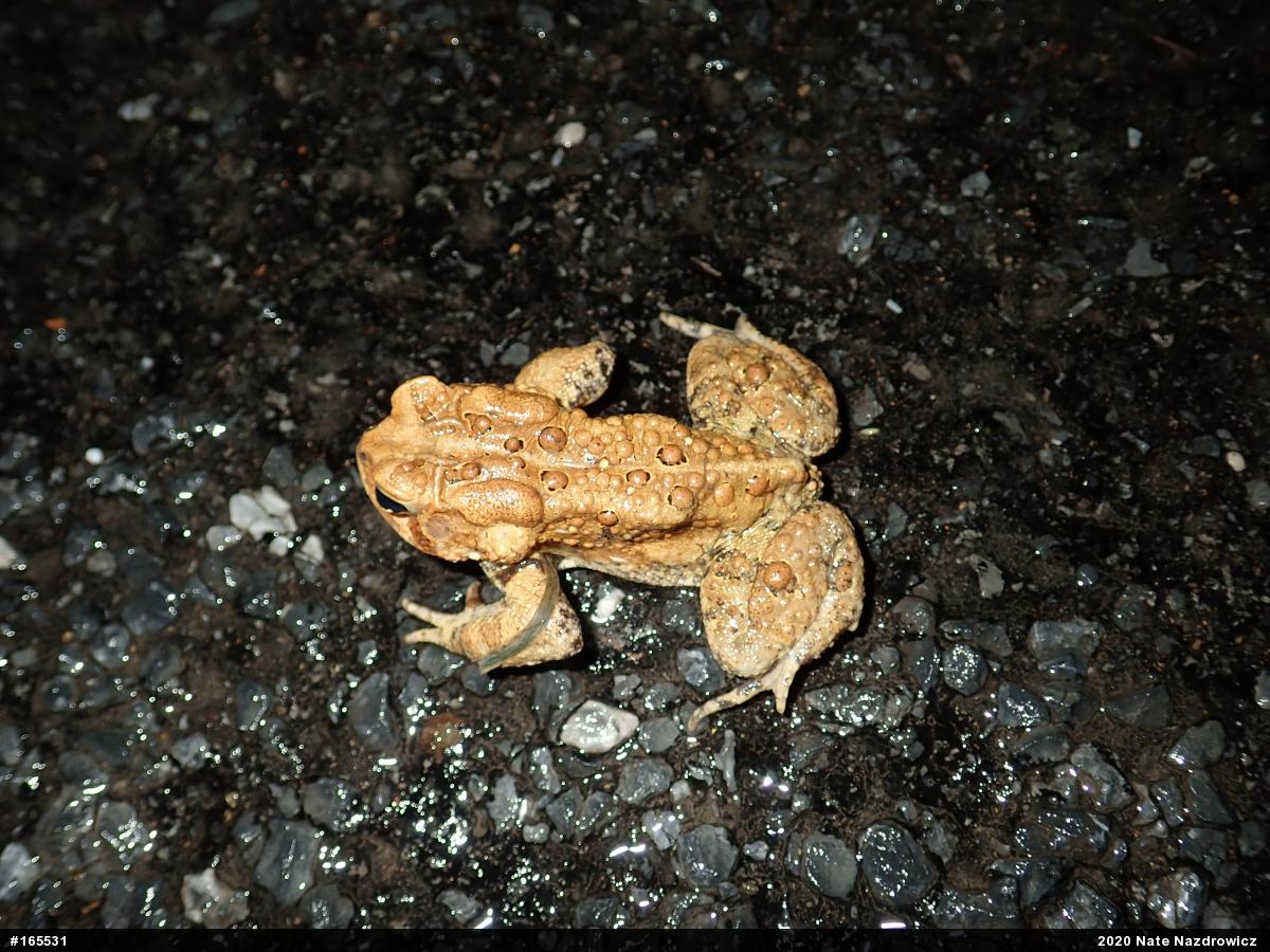 Eastern American Toad