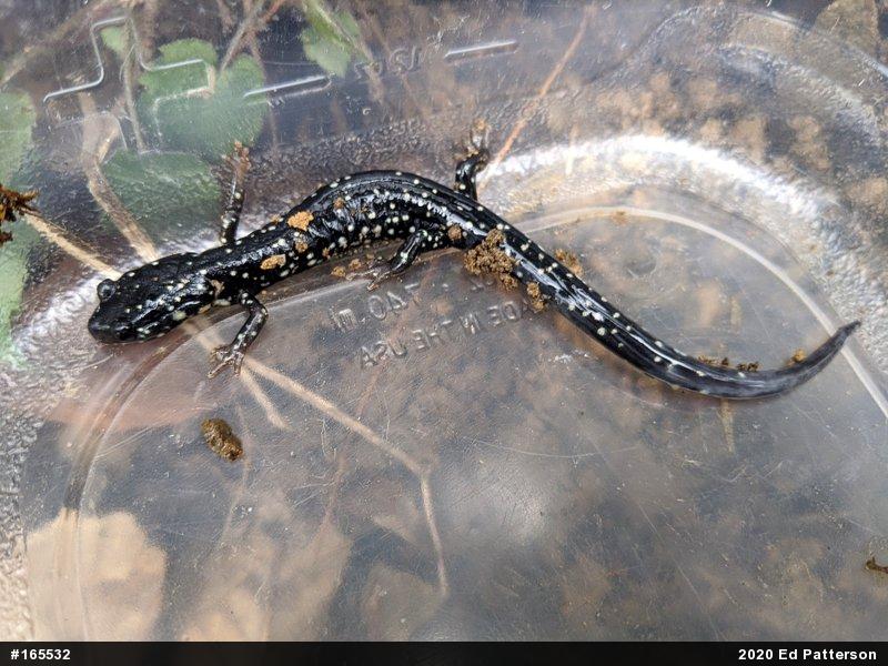Northern Slimy Salamander