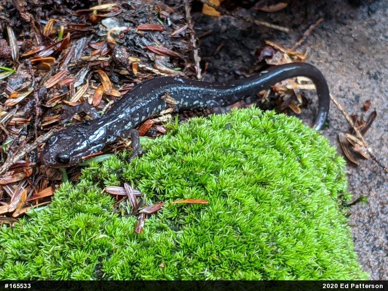 Wehrle's Salamander