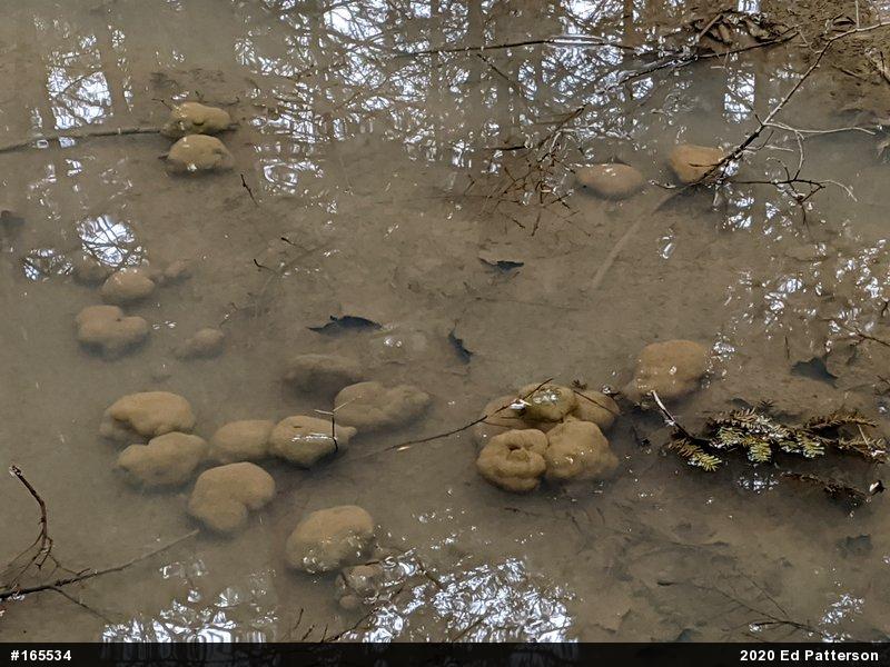 Spotted Salamander
