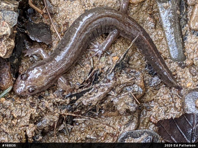 Northern Dusky Salamander