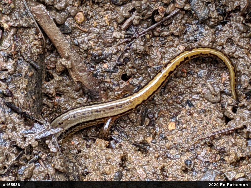Northern Two-lined Salamander