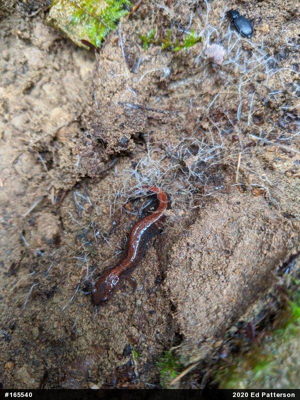 Eastern Red-backed  Salamander