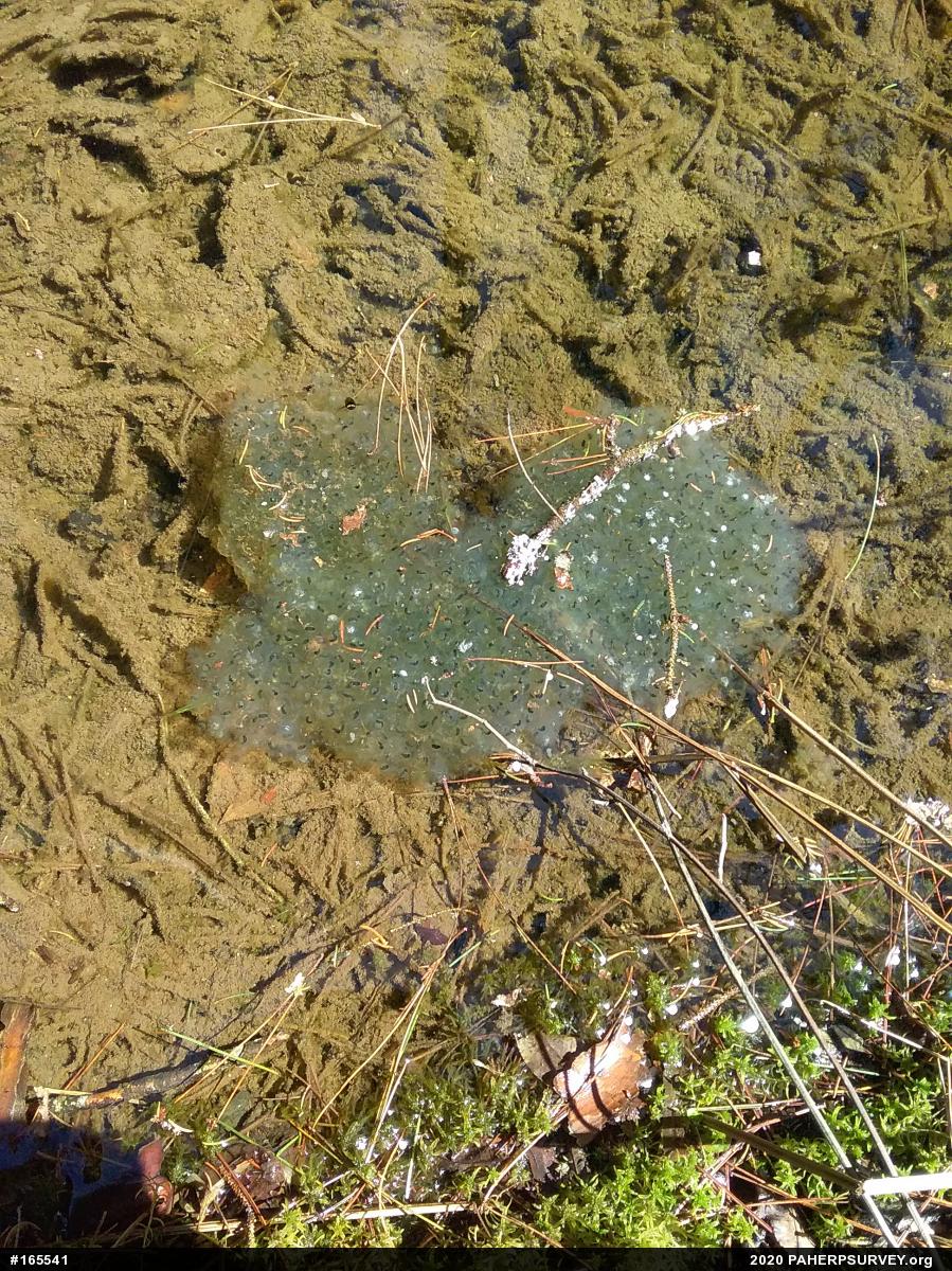 Wood Frog
