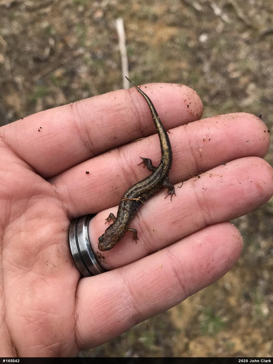 Allegheny Mountain Dusky Salamander