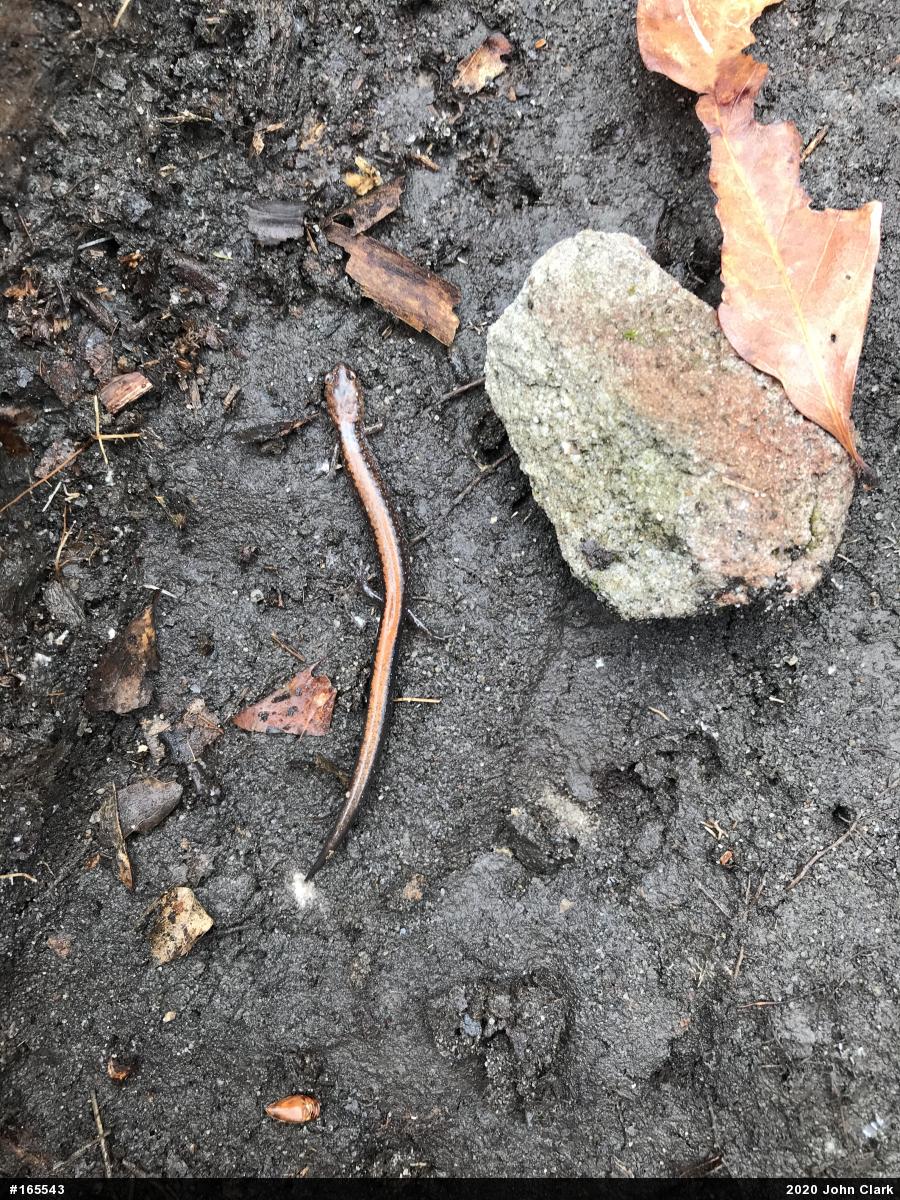Eastern Red-backed  Salamander