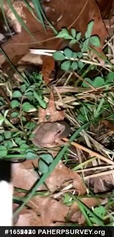Spring Peeper