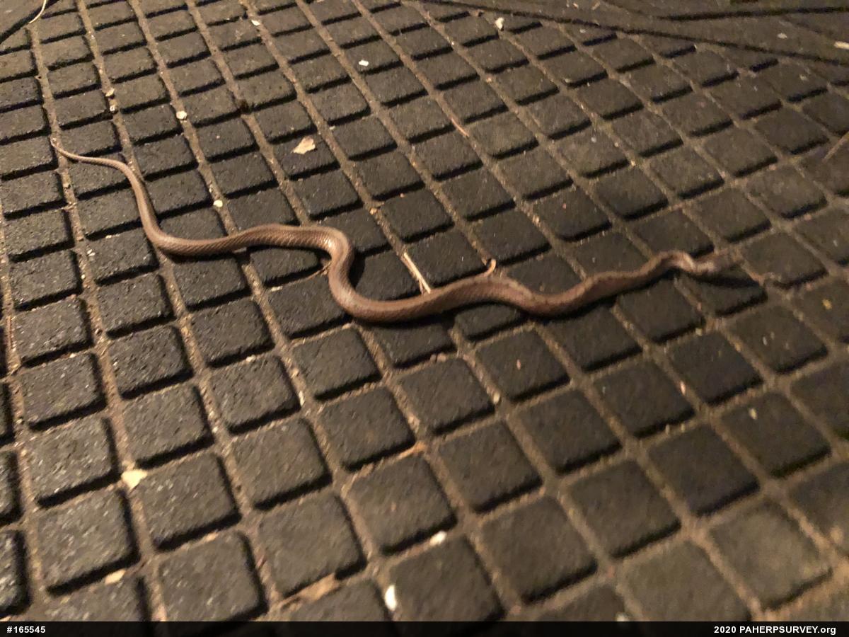 Dekay's Brownsnake