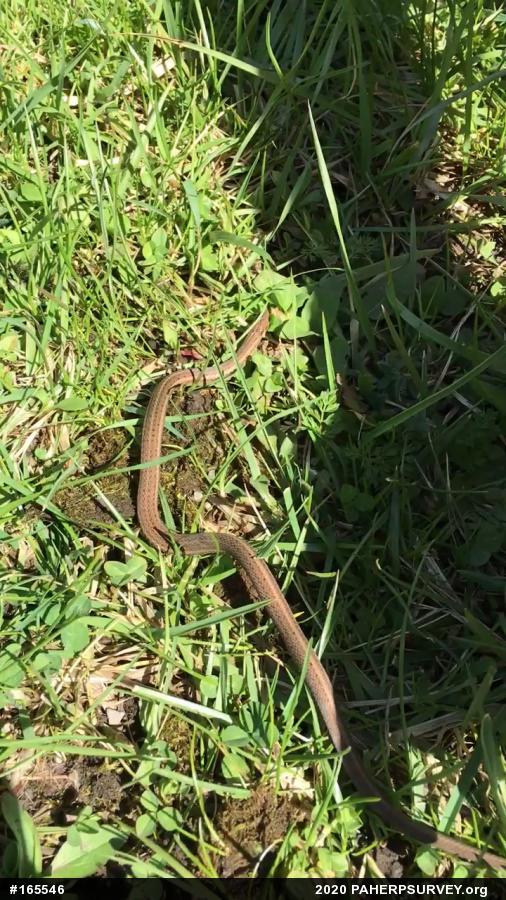 Shorthead Gartersnake