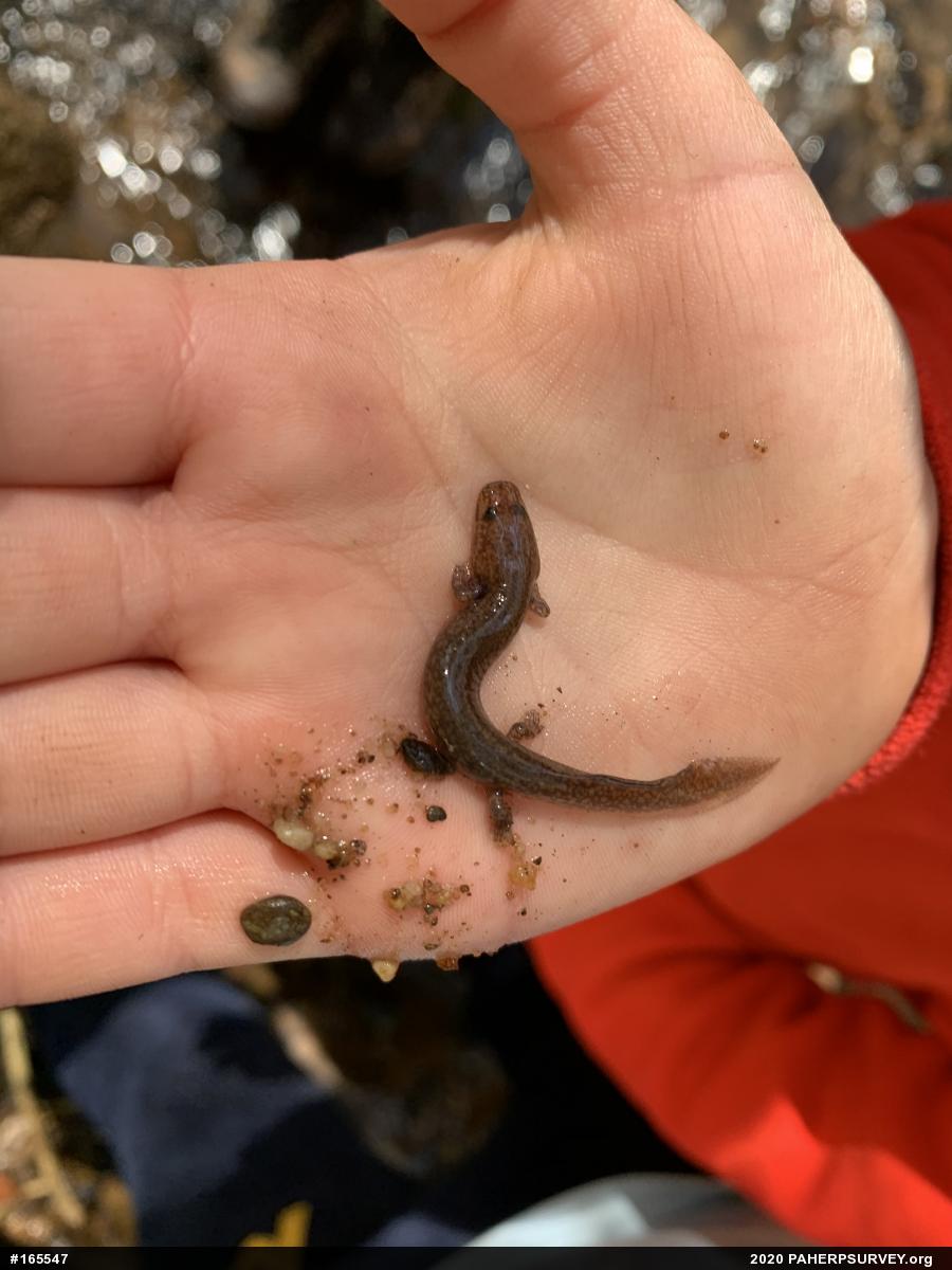 Northern Spring Salamander