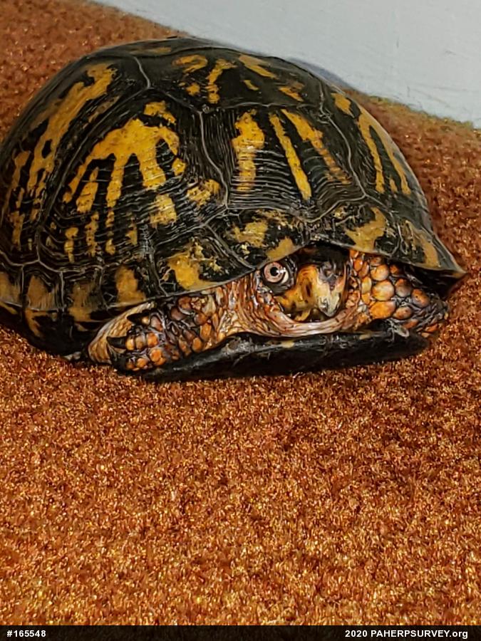 Eastern Box Turtle