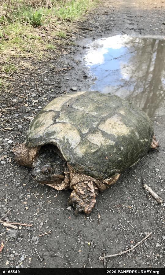 Snapping Turtle