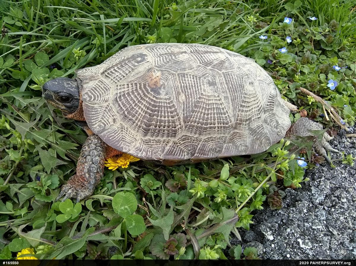 Wood Turtle