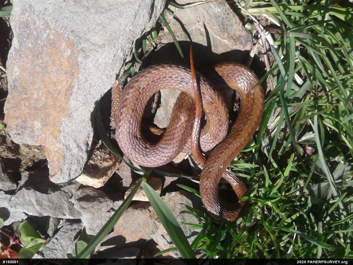 Red-bellied Snake