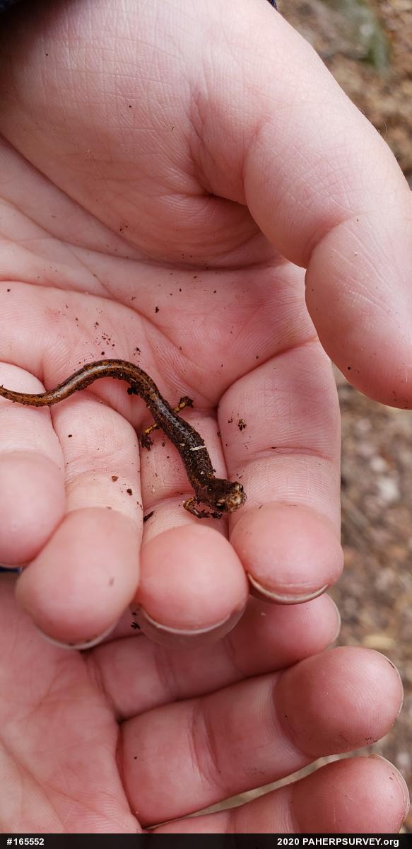 Four-toed Salamander