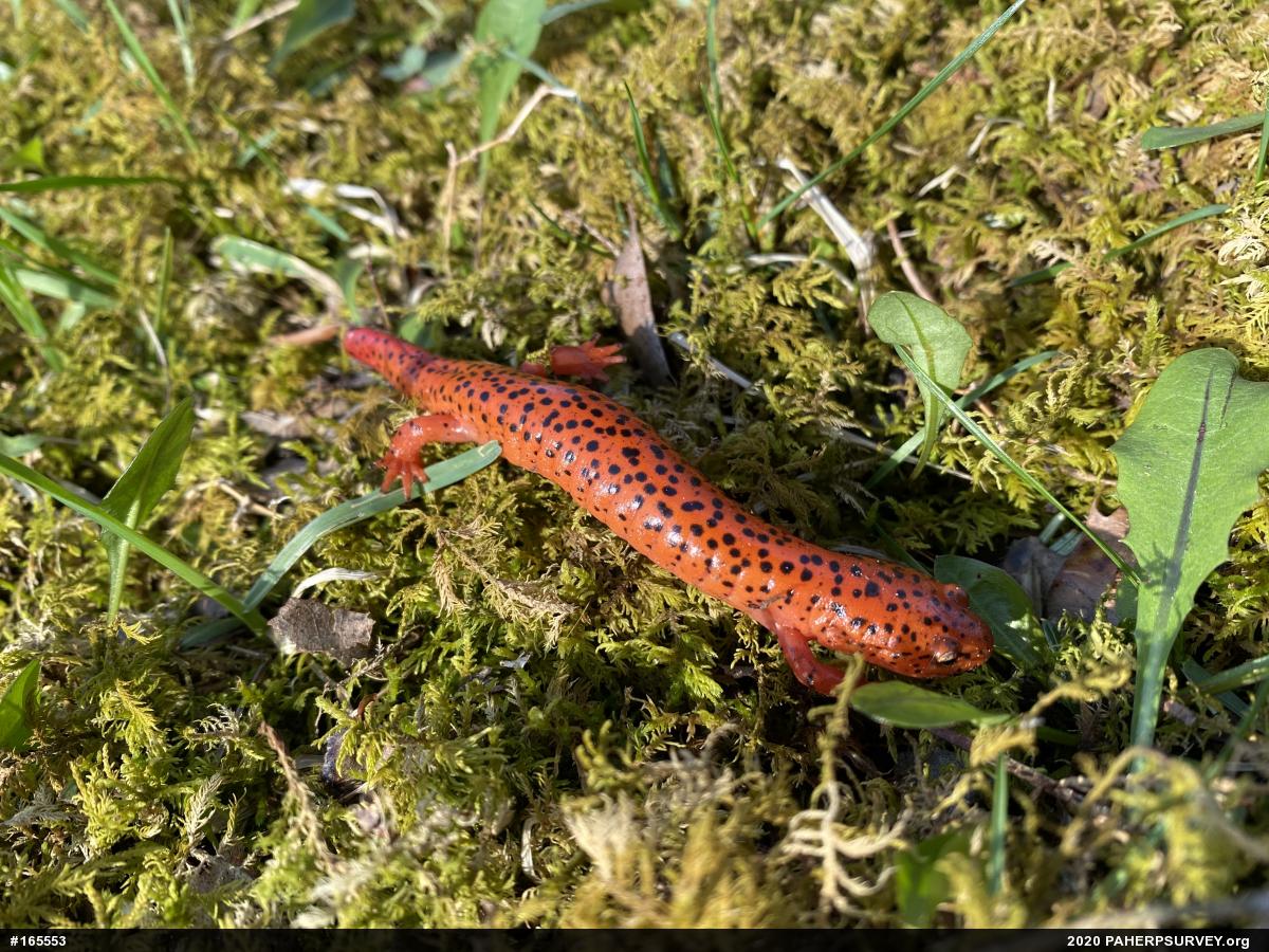Northern Red Salamander