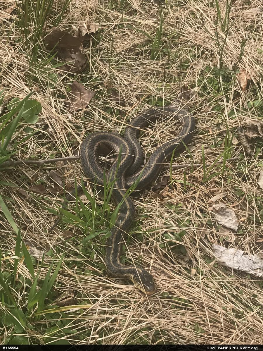 Eastern Gartersnake