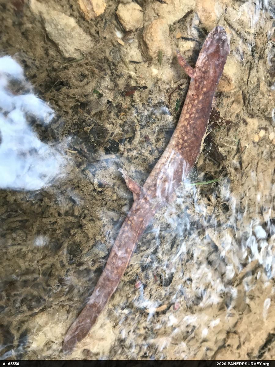Northern Spring Salamander