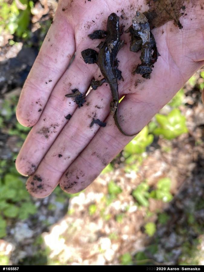 Northern Dusky Salamander