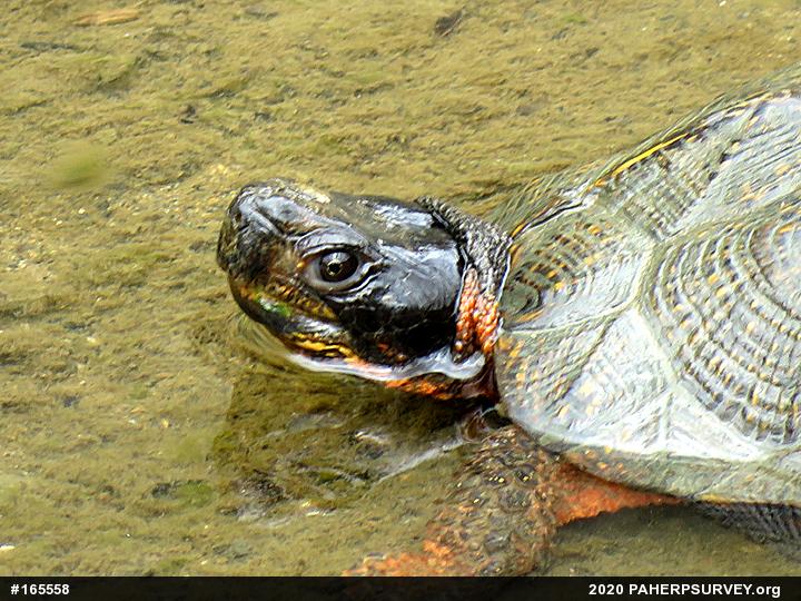 Wood Turtle