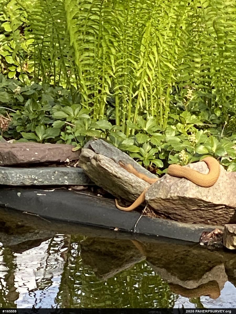 Northern Watersnake