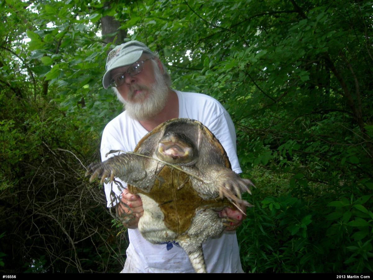 Snapping Turtle