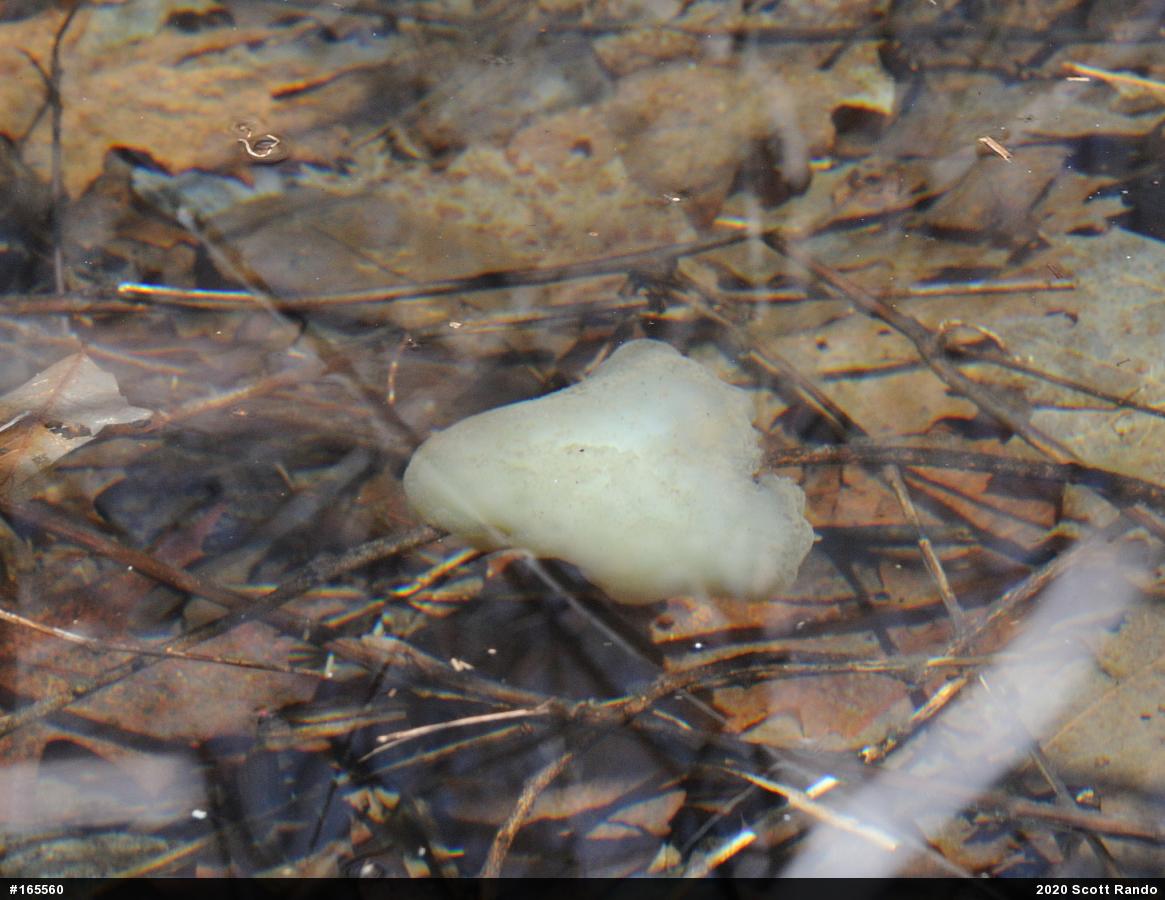Spotted Salamander