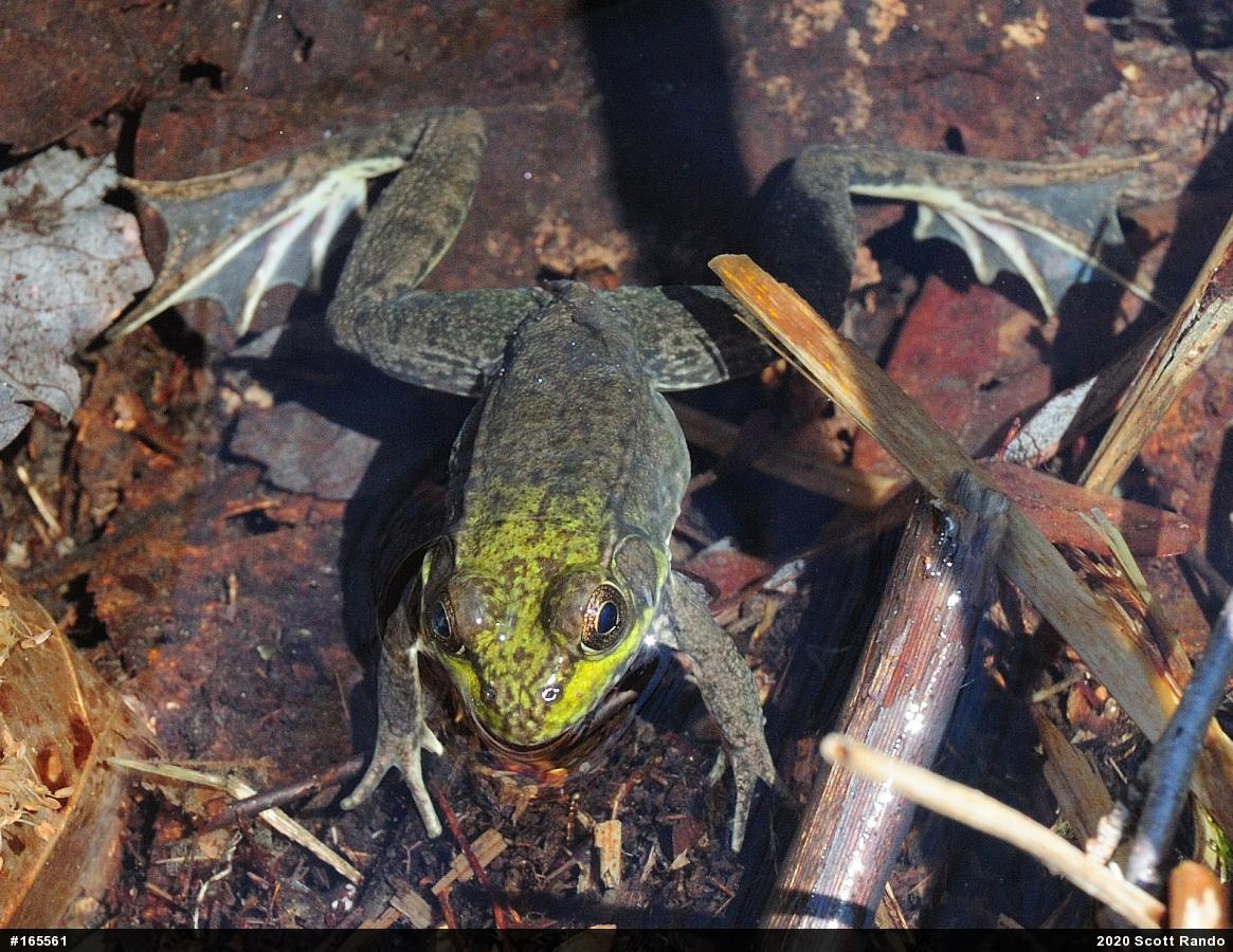 Green Frog
