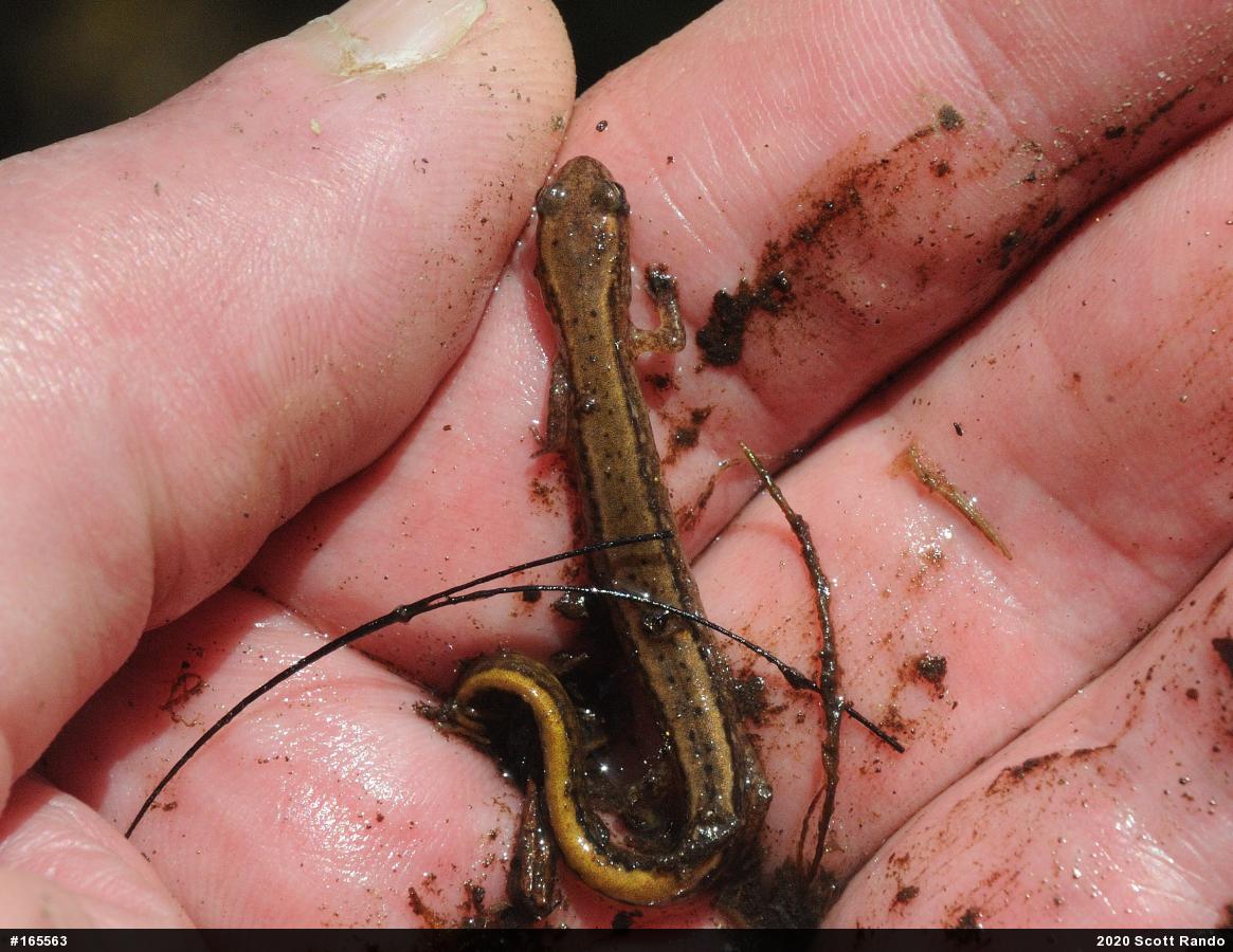 Northern Two-lined Salamander