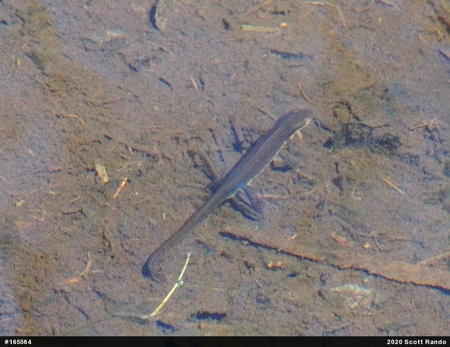 Red-spotted Newt