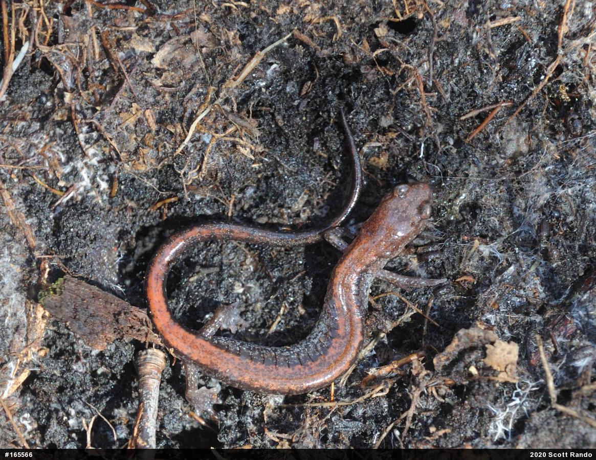Eastern Red-backed  Salamander
