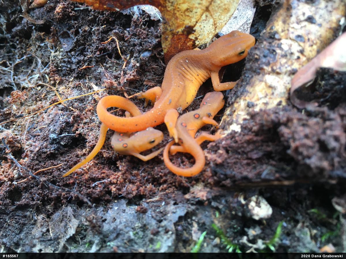 Red-spotted Newt
