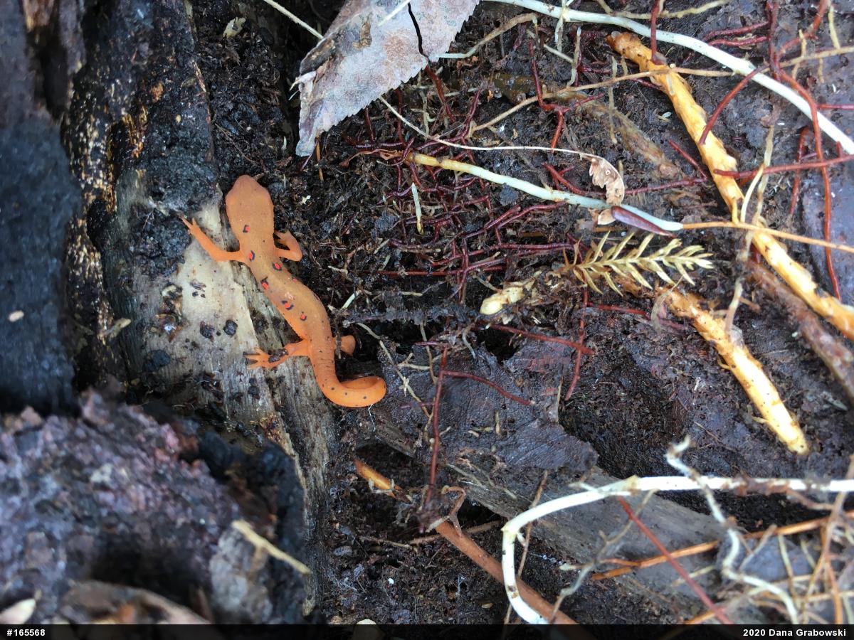 Red-spotted Newt