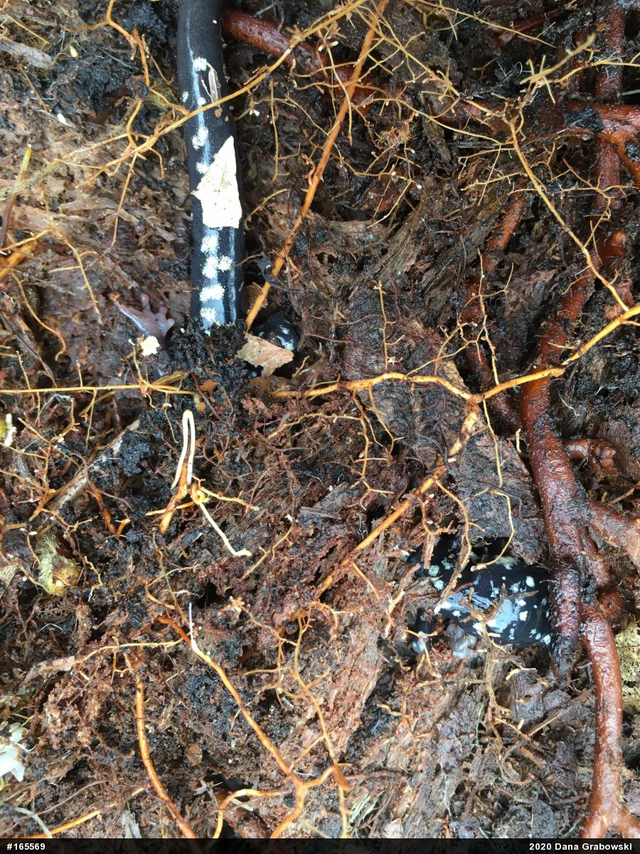 Northern Slimy Salamander