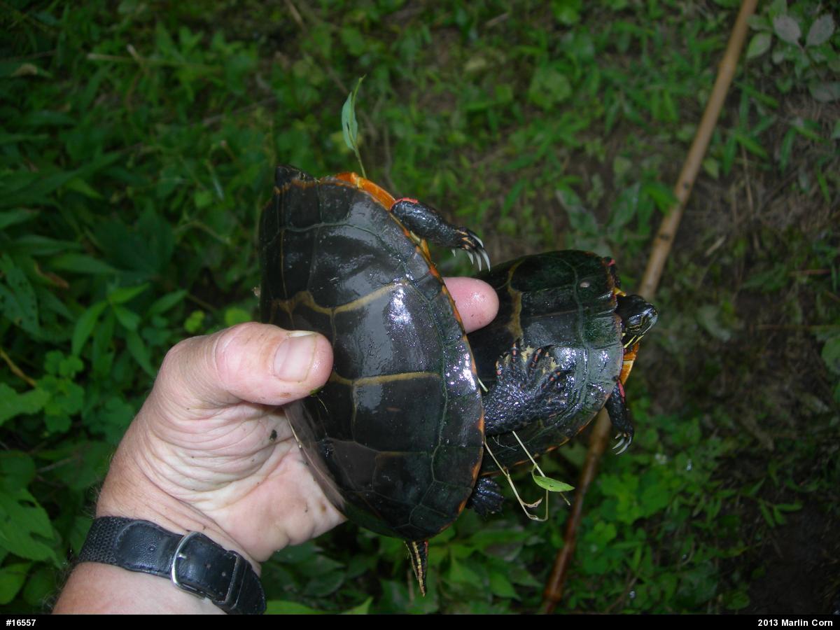Painted Turtle