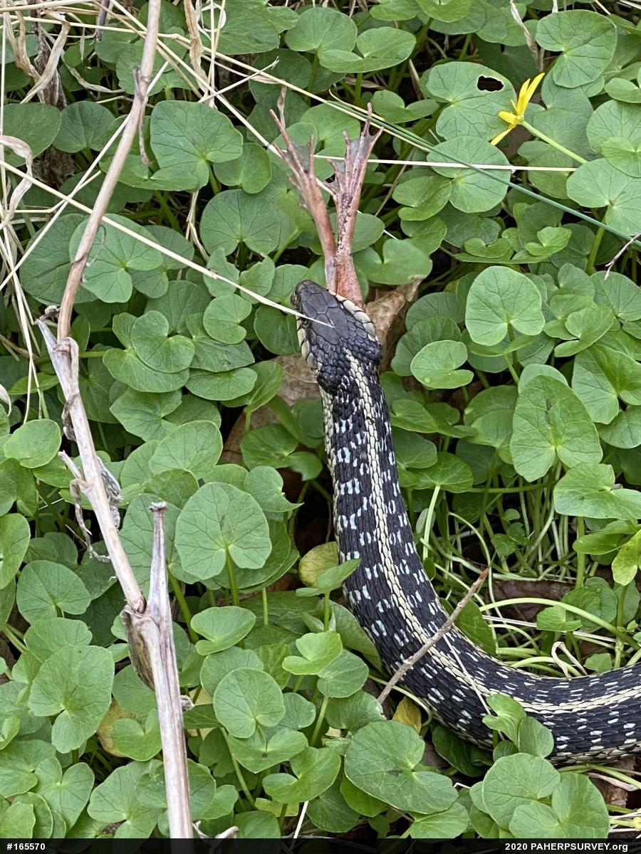 Eastern Gartersnake