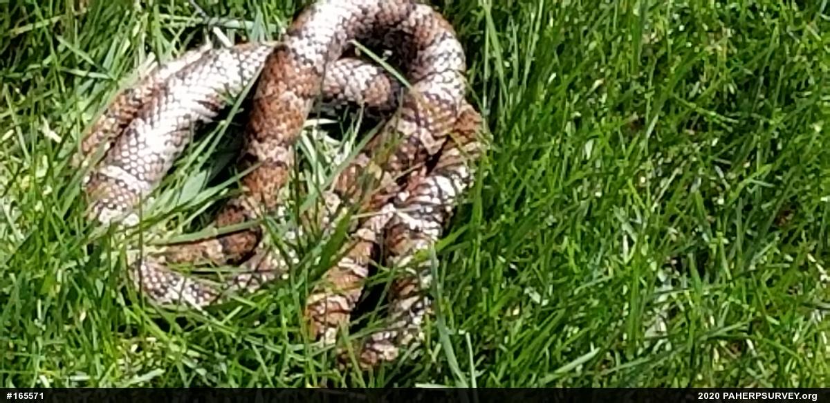 Eastern Milksnake