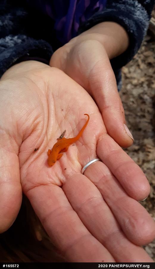 Red-spotted Newt