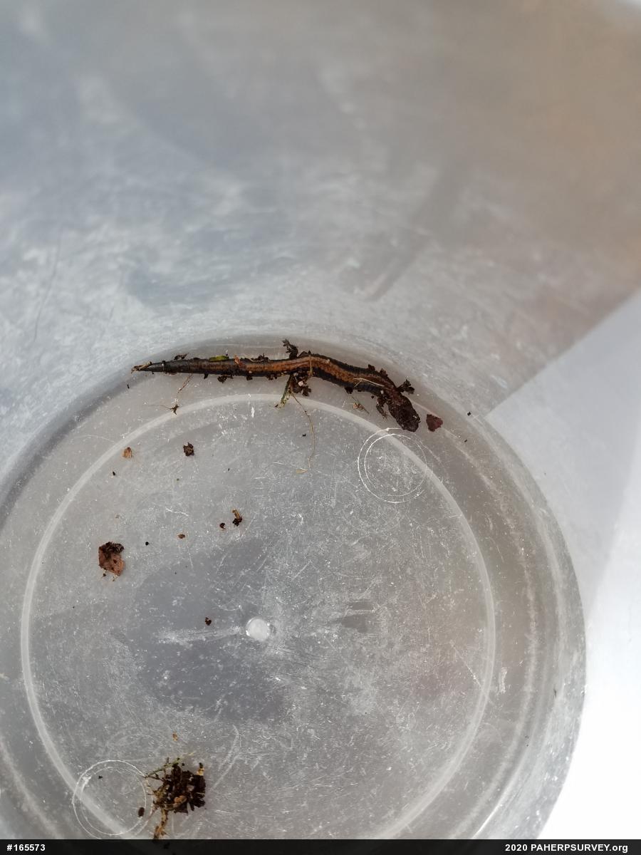 Eastern Red-backed  Salamander