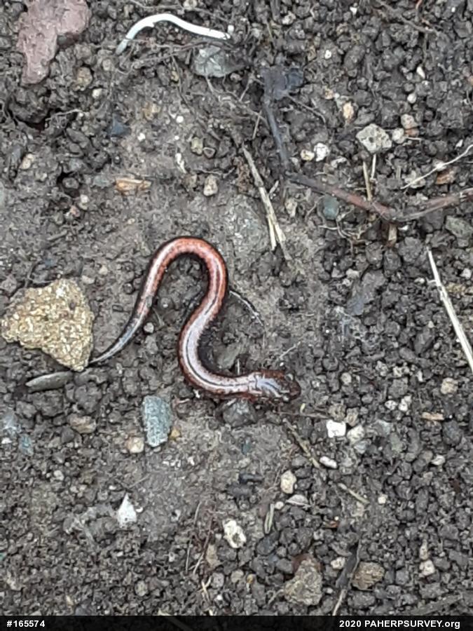 Eastern Red-backed  Salamander
