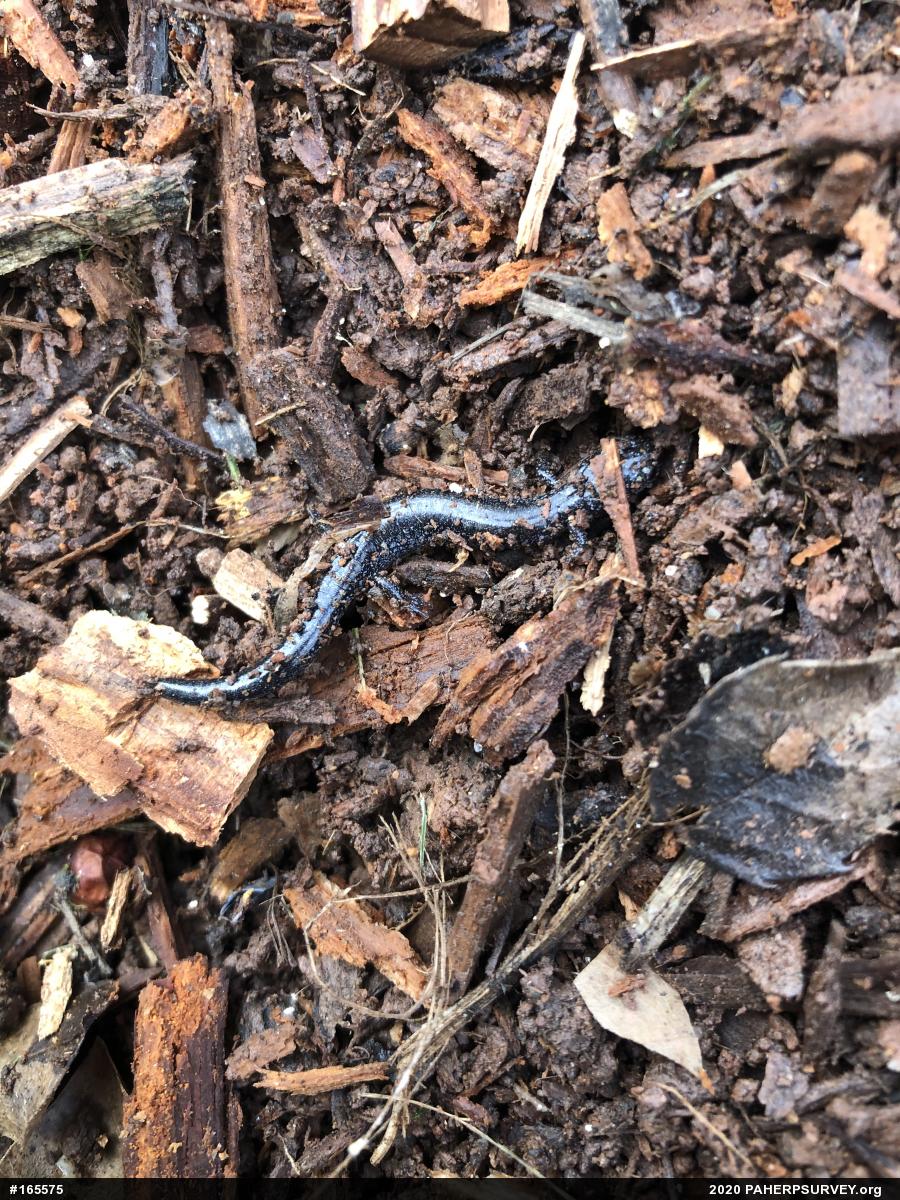 Eastern Red-backed  Salamander
