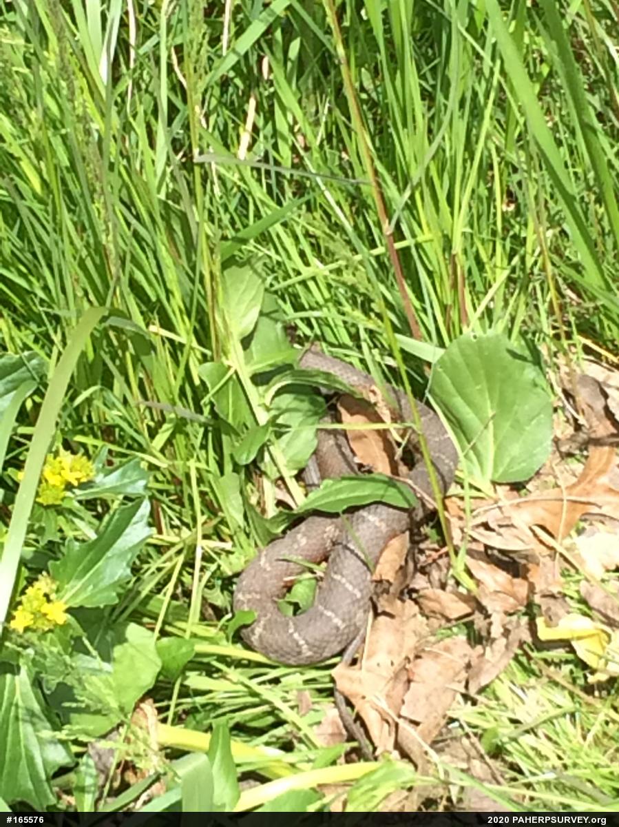 Northern Watersnake