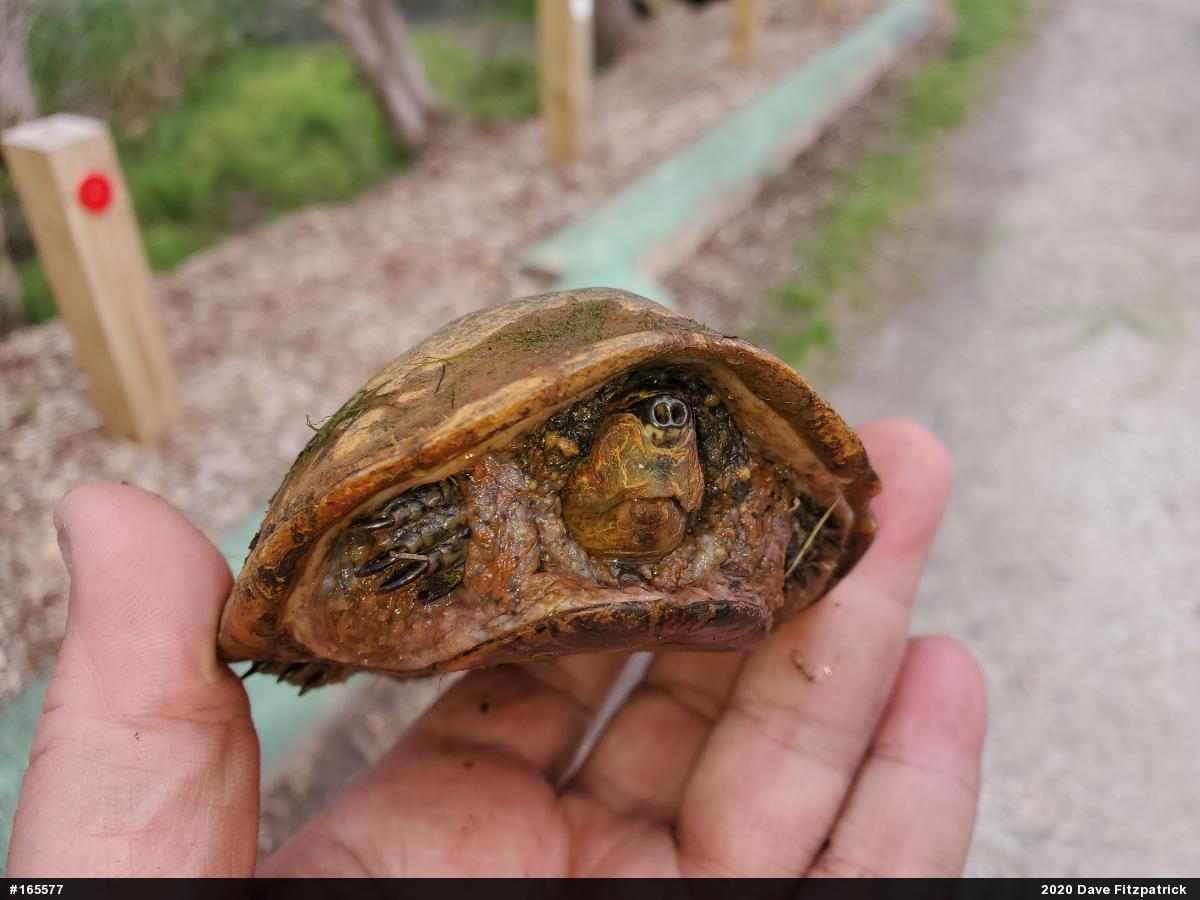 Eastern Musk Turtle