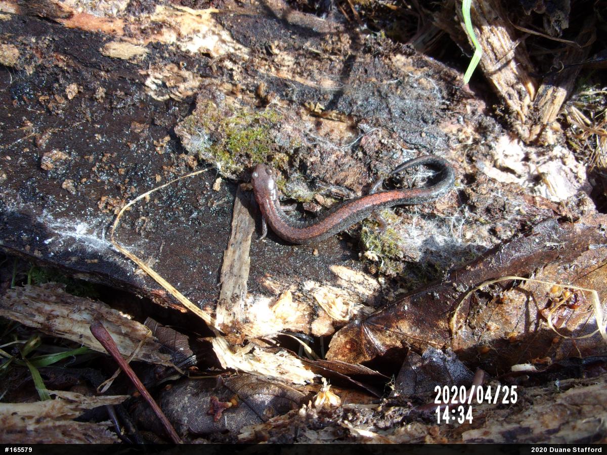 Eastern Red-backed  Salamander