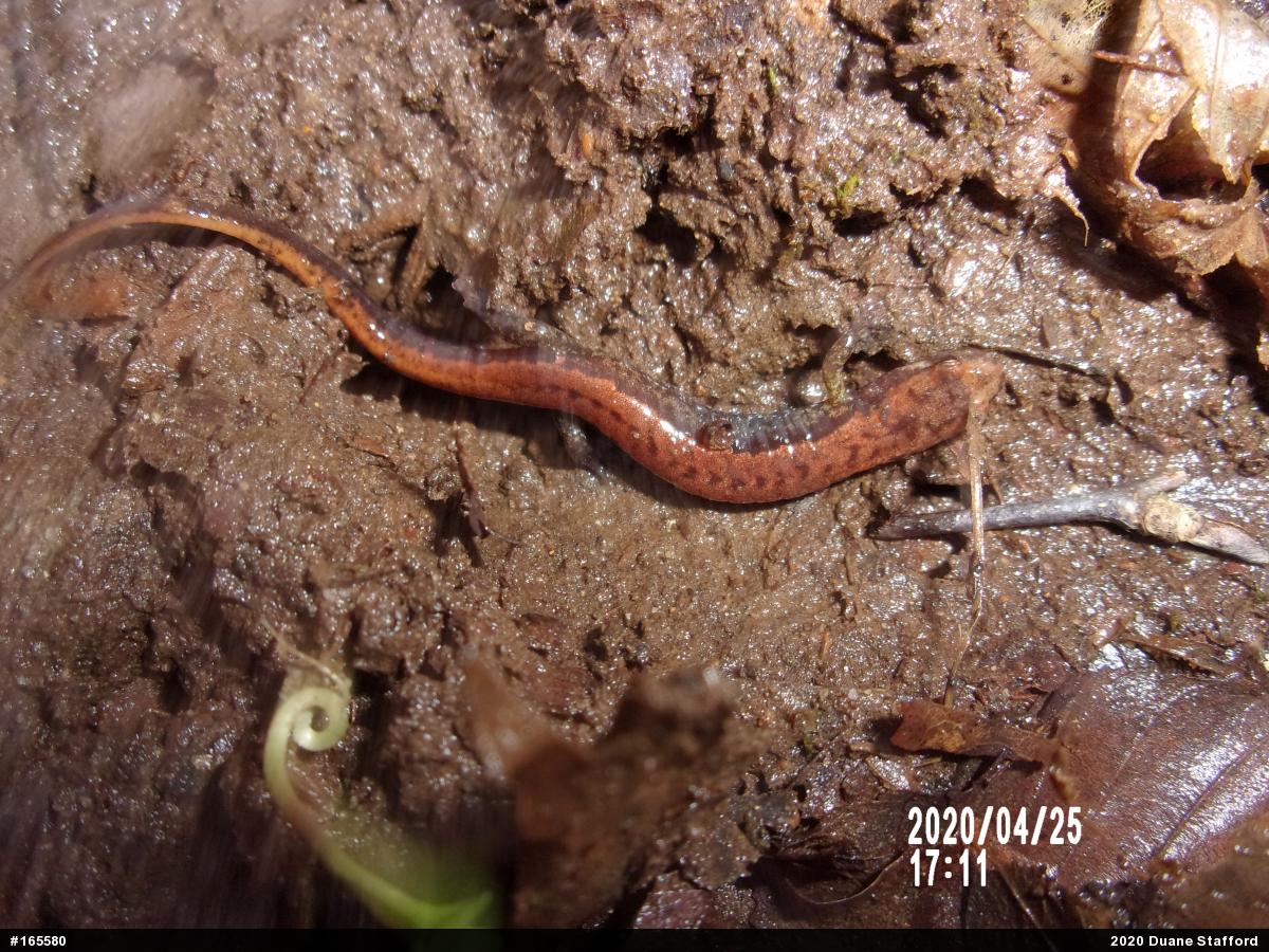 Allegheny Mountain Dusky Salamander