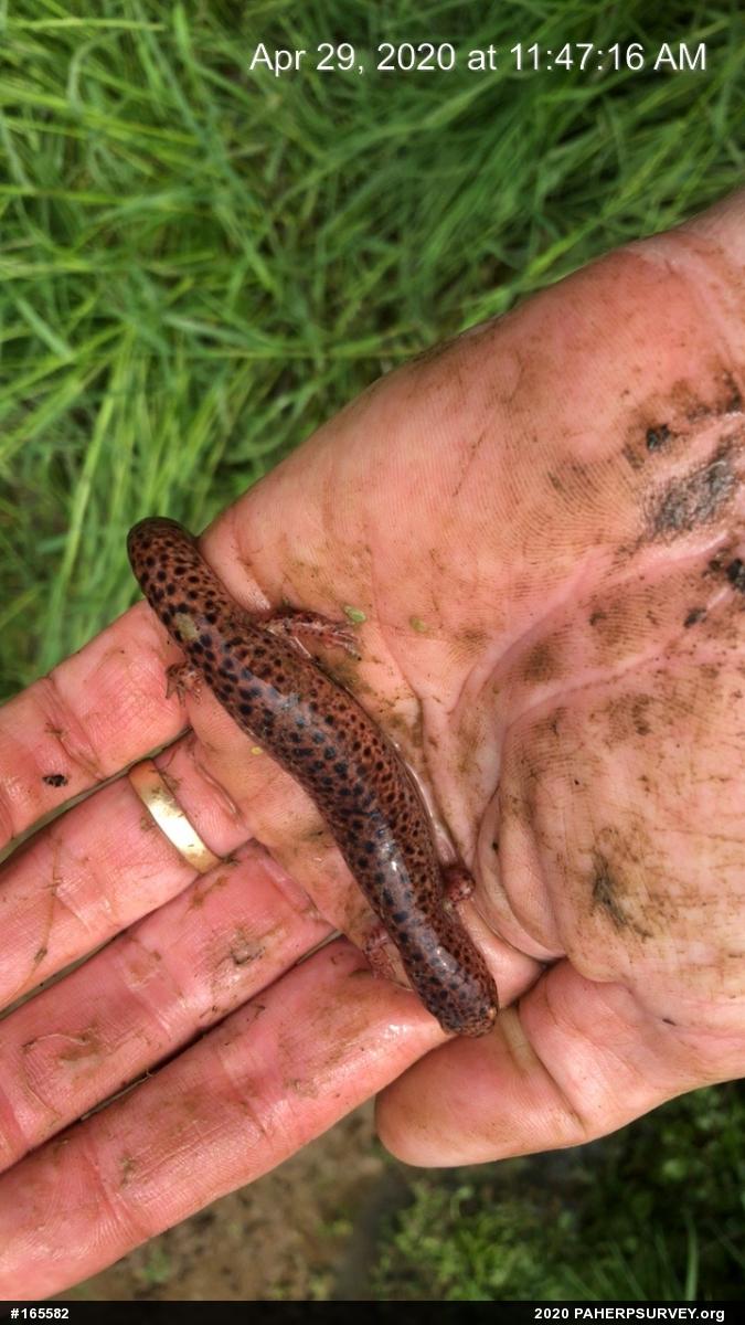 Northern Red Salamander