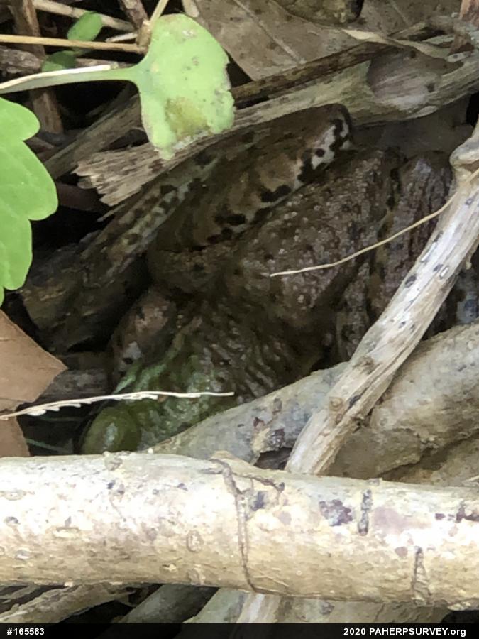 Green Frog
