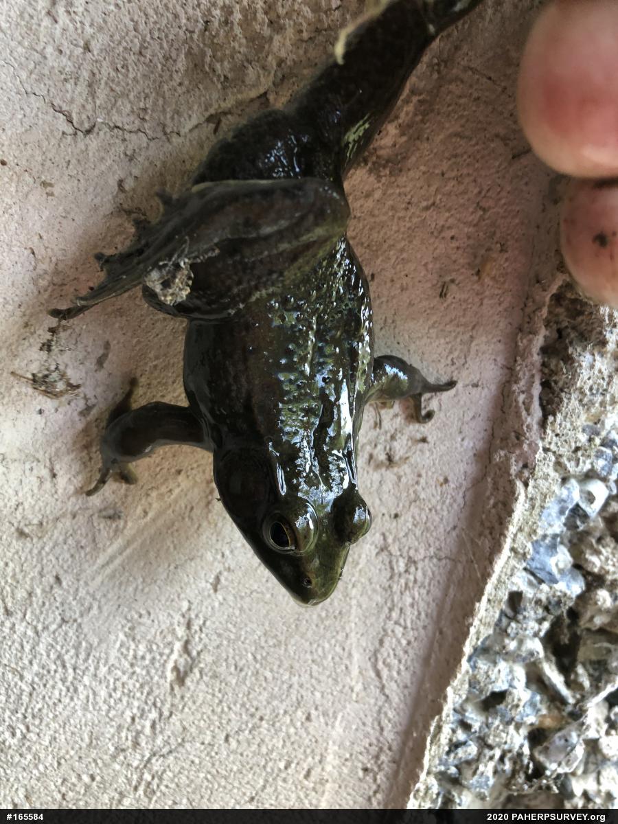 Green Frog