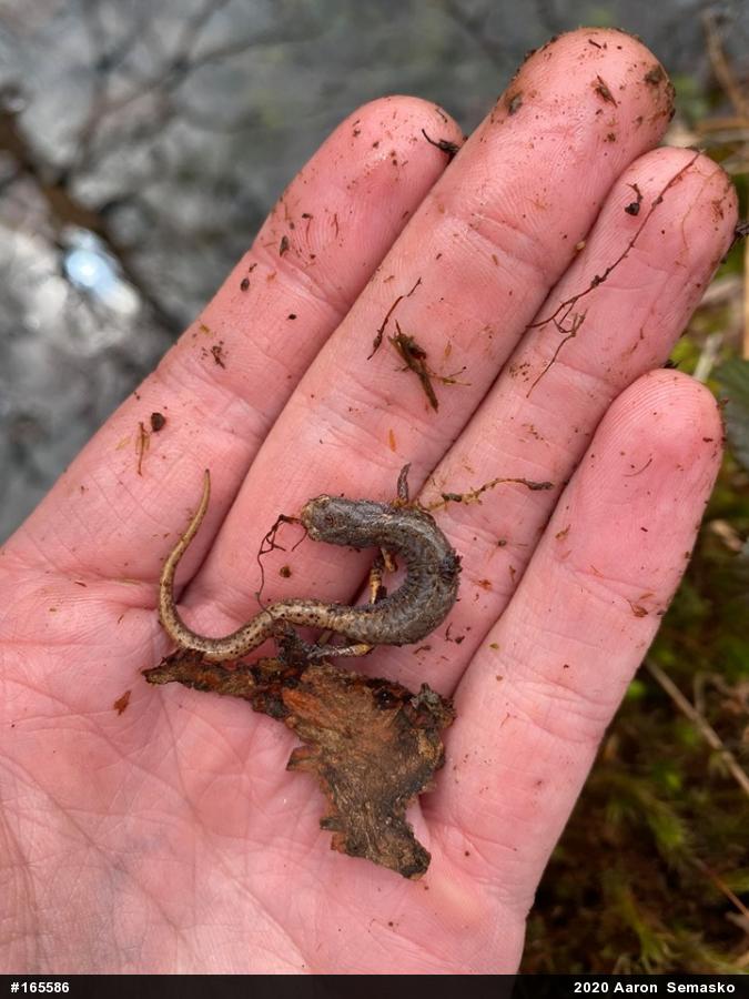 Four-toed Salamander